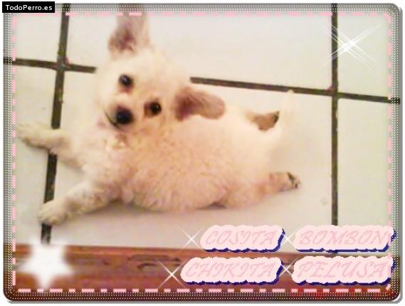 Foto del perro Cosita