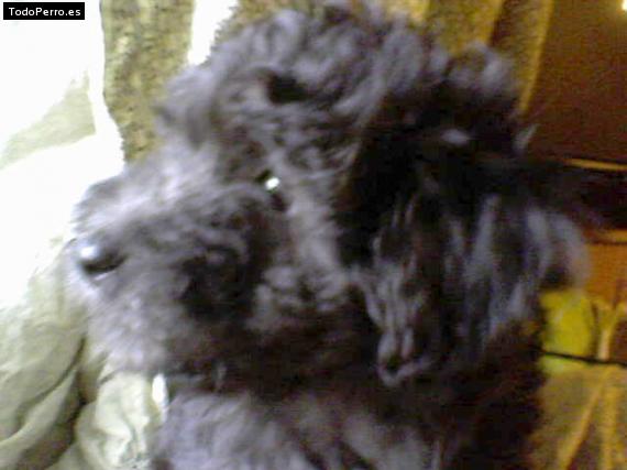 Foto del perro Coco