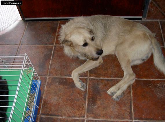 Foto del perro Jack