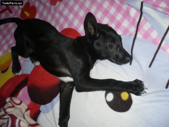 Foto del perro Carrapicho