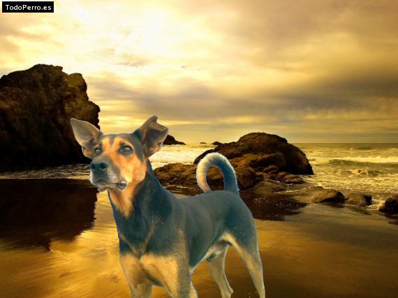 La foto del perro