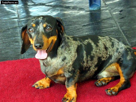 Foto del perro Clemi