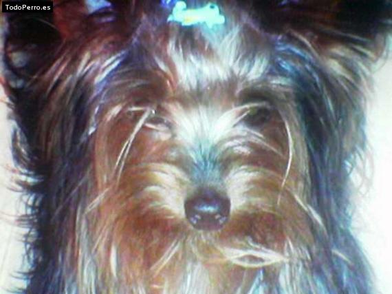 La foto del perro Goofy Foto del perro Goofy