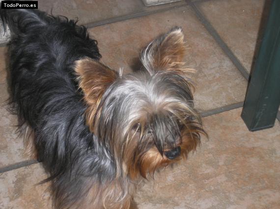 La foto del perro Paolo Foto del perro Paolo