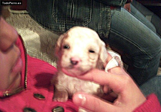 Foto del perro Rossi