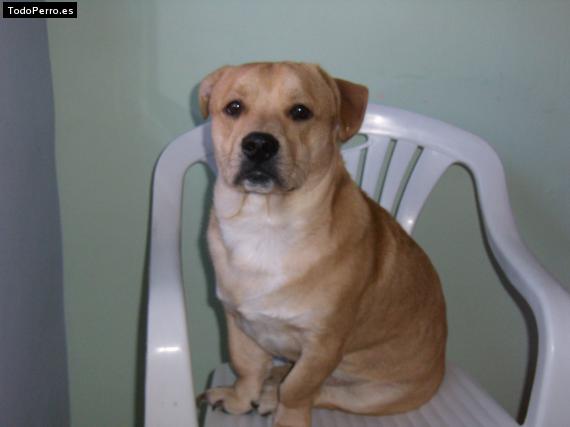 Foto del perro Rocky