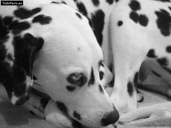 Foto del perro Nimda