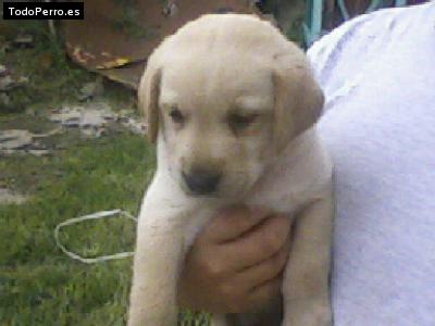 La foto del perro Galo Foto del perro Galo