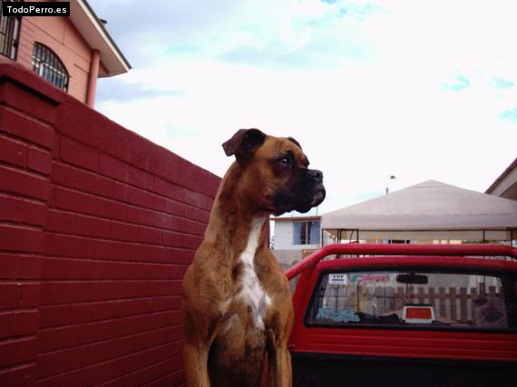 La foto del perro Gala Foto del perro Gala