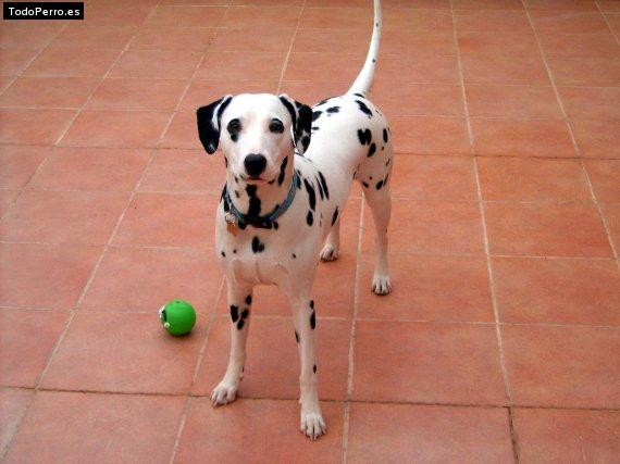 Foto del perro Boira