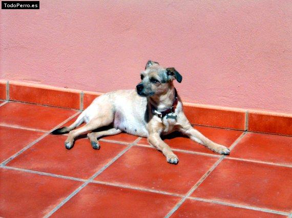 La foto del perro Goya Foto del perro Goya