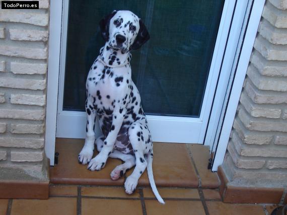 Foto del perro Horuss