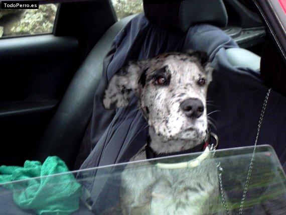 Foto del perro Quira