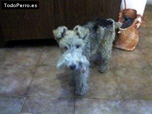 La foto del perro Pequi Foto del perro Pequi