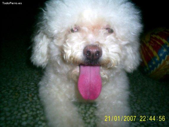Foto del perro Blas