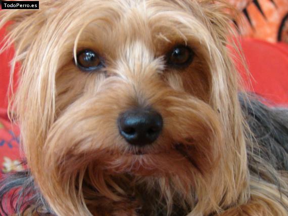 Foto del perro Boby