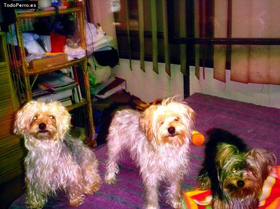 La foto del perro