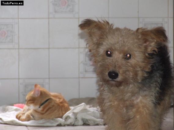 Foto del perro Rubia