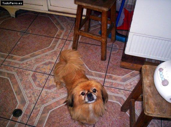 Foto del perro Machin