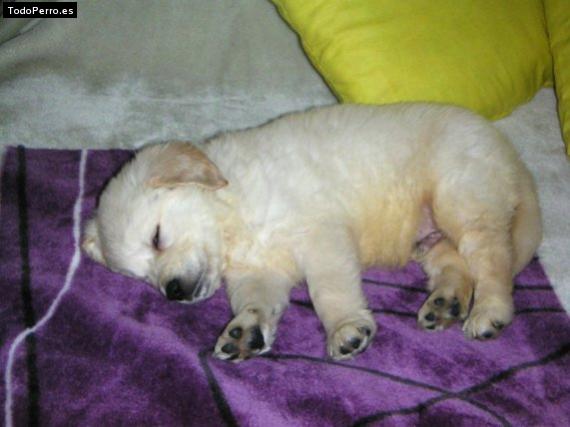 La foto del perro Goofy Foto del perro Goofy