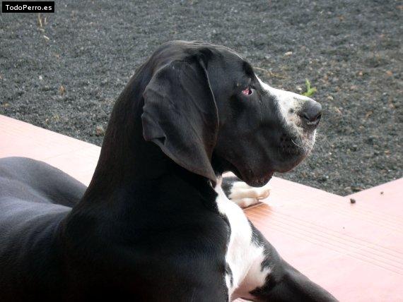 Foto del perro Brinca