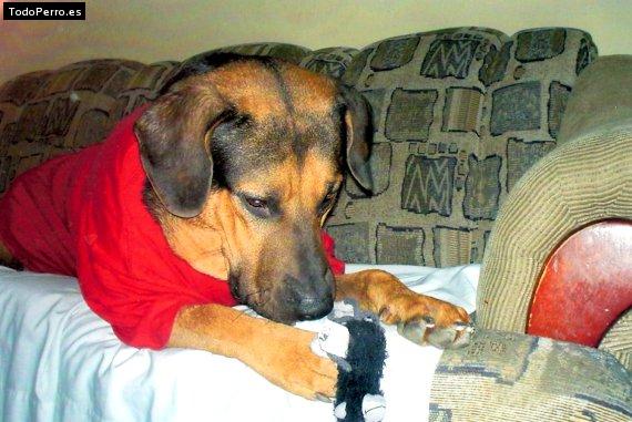 Foto del perro Mike
