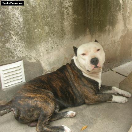 Foto del perro Coloso