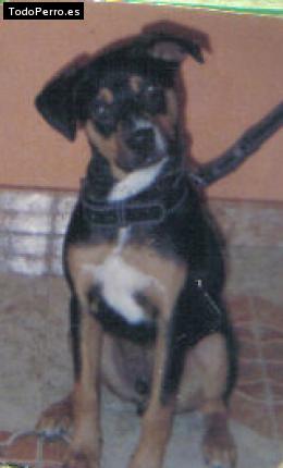 Foto del perro Nicolas