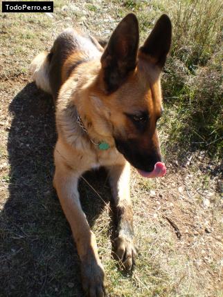 La foto del perro Luma Foto del perro Luma