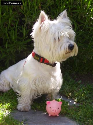 Foto del perro Witchy