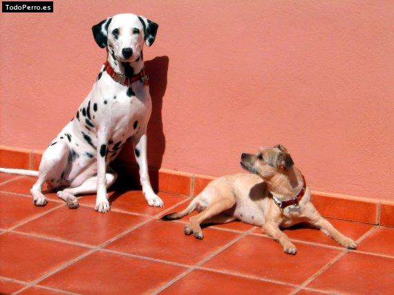 La foto del perro