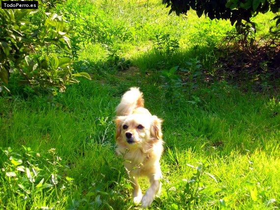 Foto del perro Shira