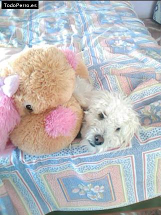 Foto del perro Charolay