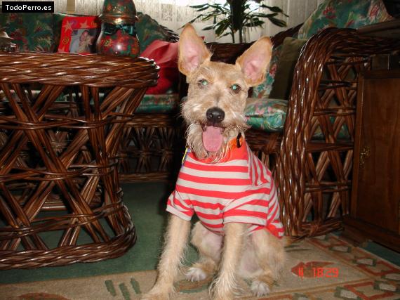 Foto del perro Nikolas
