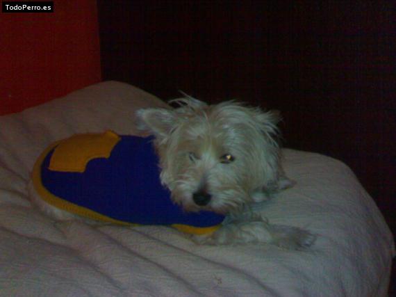 Foto del perro Naxa