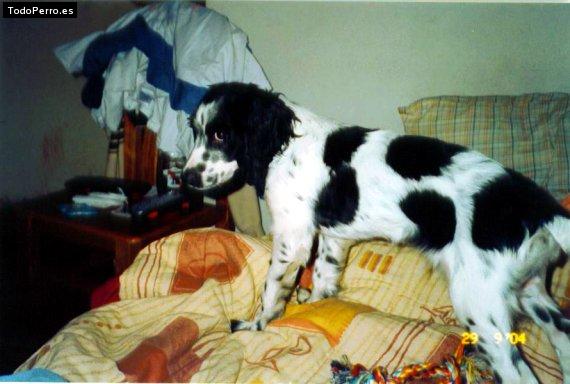 Foto del perro Cookie