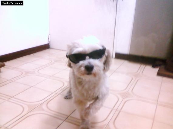 Foto del perro Bethoven