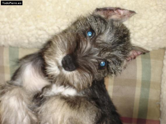 La foto del perro Gia Foto del perro Gia