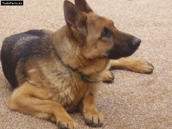 La foto del perro Paloma Foto del perro Paloma