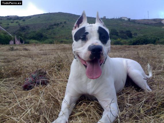 Foto del perro Sira