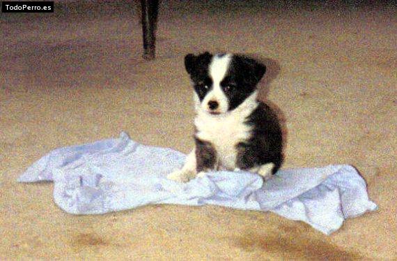 La foto del perro Wanda Foto del perro Wanda