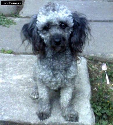 Foto del perro Cosita