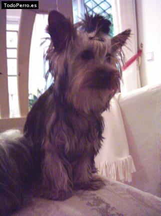 La foto del perro