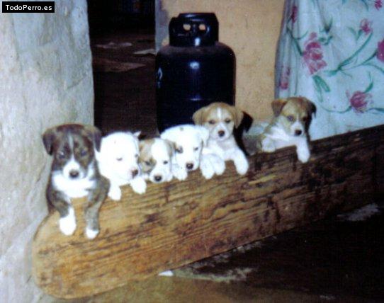 Foto del perro Bebes