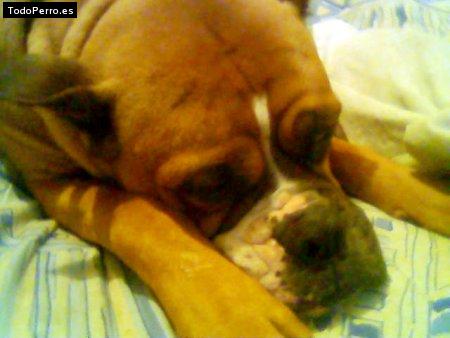 La foto del perro Goldberg Foto del perro Goldberg