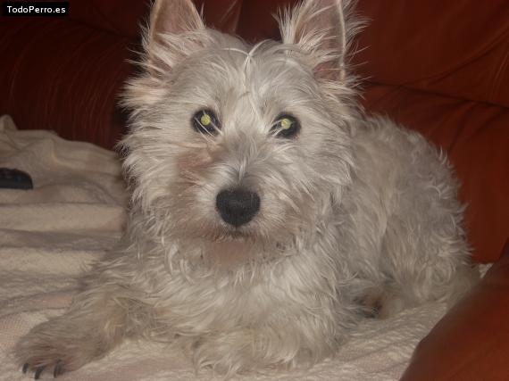 Foto del perro Nora