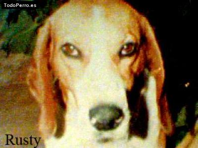 Foto del perro Rusty