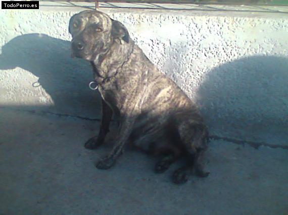 Foto del perro Ioma