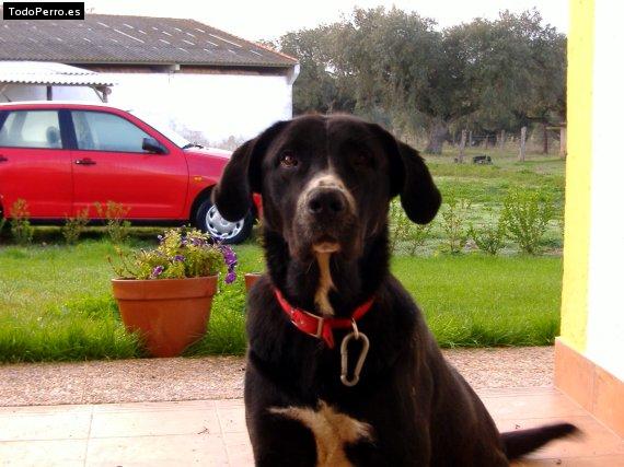 La foto del perro Ron Foto del perro Ron
