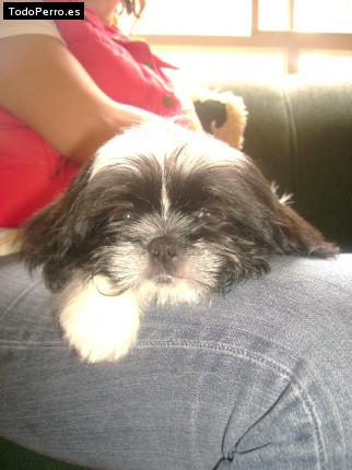 Foto del perro Kiro